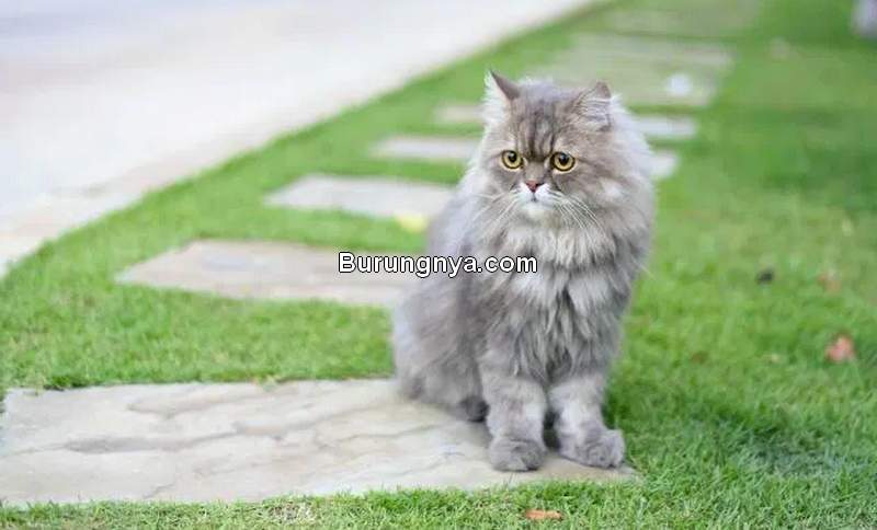 Tips Merawat Kucing Persia (pawversity.com)