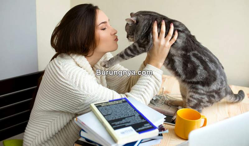Ciri Kucing Birahi (catster.com)