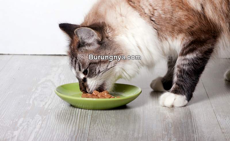 Kelebihan Makanan Basah untuk Kucing (catster.com)