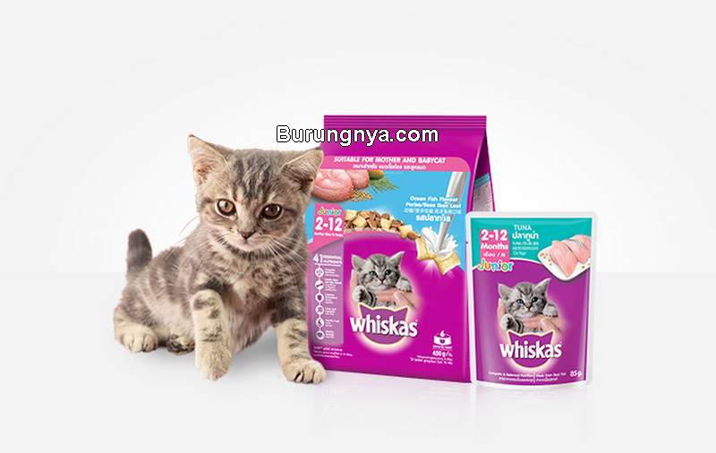 Makanan Kucing Whiskas Kelebihan dan Kekurangan (whiskasindonesia.com)