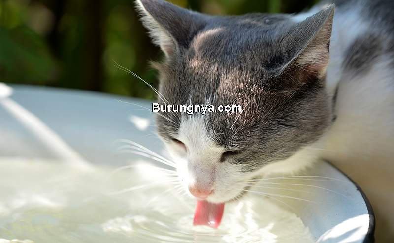 Makanan Minuman Buah Berbahaya untuk Kucing (tippvet.com)
