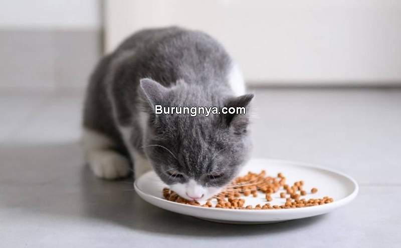 Porsi Makanan Kucing (plantsbasednews.org)