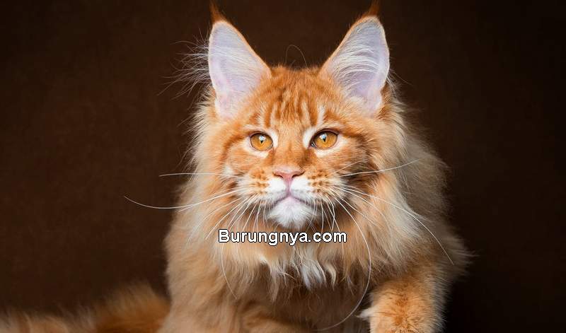 Harga Kucing Anggora dan Ciri-cirinya (10wallpaper.com)