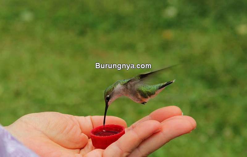 Makanan Burung Kolibri (pennlive.com)