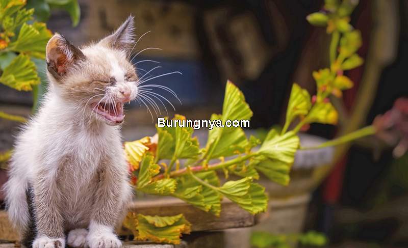 Penyakit Kucing Sering Bersin (dailypaws.com)
