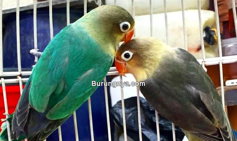 Harga Burung Lovebird Terbaru (tokopedia.com)