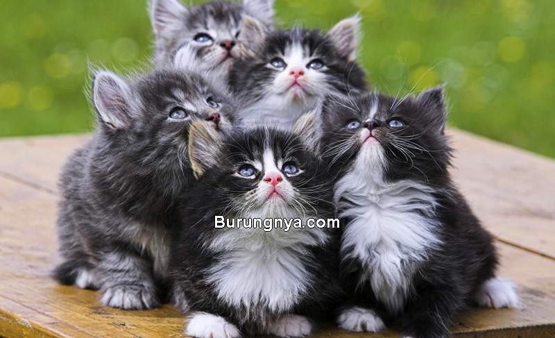 Harga Kucing Persia (persiancats16.blogspot.com)