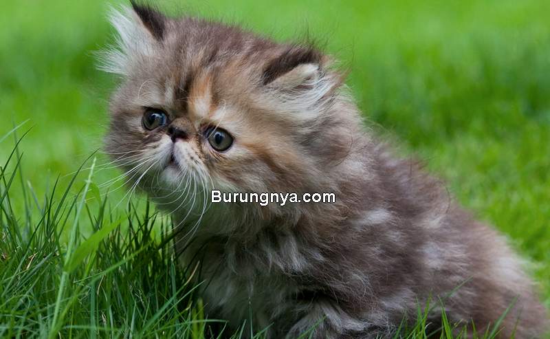 Jenis Kucing Persia di Indonesia (thehappycatsite.com)