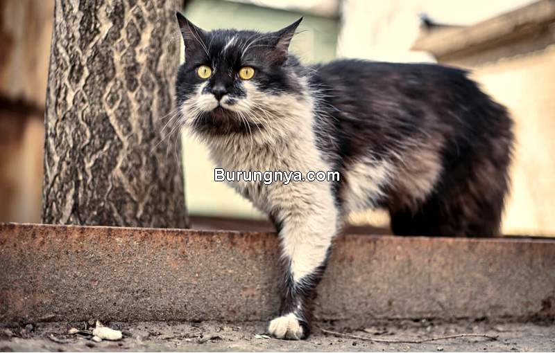 Kucing Dipelihara di Luar Rumah (allaboutcats.com)