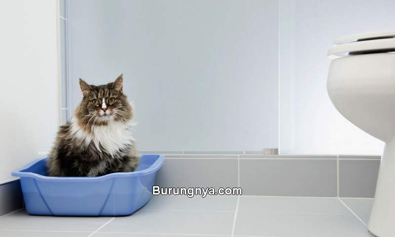 Cara Mengobati Kucing Diare Tanpa ke Dokter (thesprucepets.com)