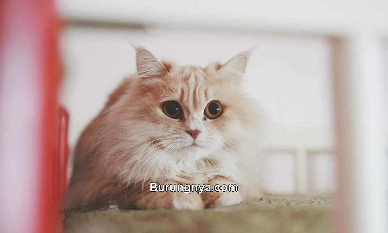 Harga Kucing Anggora 2021 (lovetoknow.com)