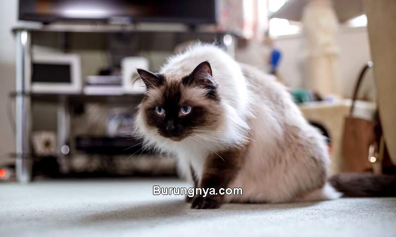 Kucing Himalaya Keunikan dan Cara Merawatnya (popsugar.com)