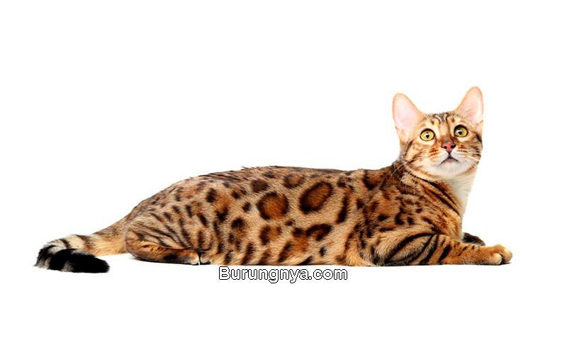 Kucing Paling Mahal di Dunia (omlet.us)