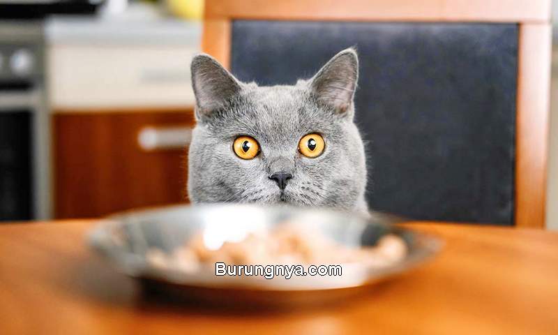 Makanan Manusia yang Boleh Dimakan Kucing (thehappycatsite.com)