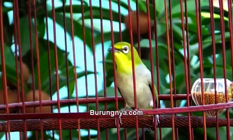 Jenis Burung Kecil Suara Merdu dan Gacor Yaitu Pleci (youtube.com)