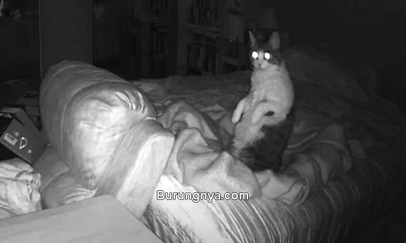 Kucing Bisa Melihat Hantu (rare.us)