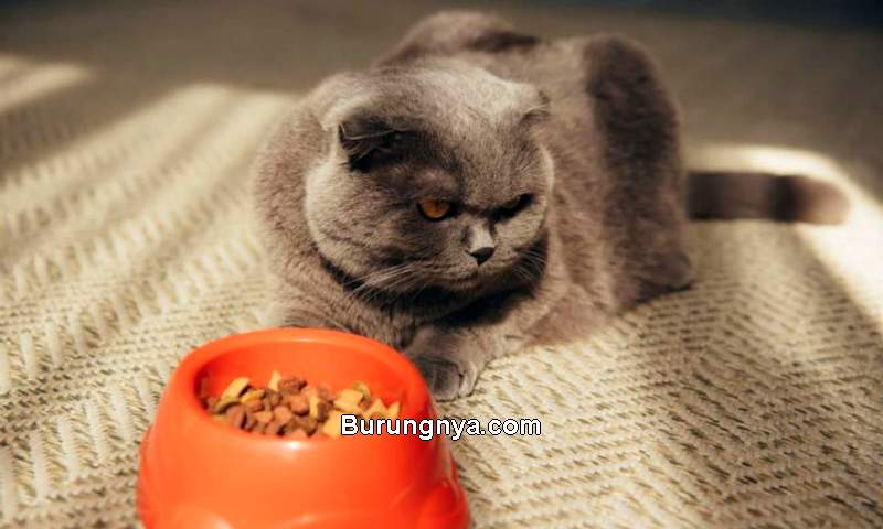 Kucing Pilih-pilih Makanan (pet-happy.com)