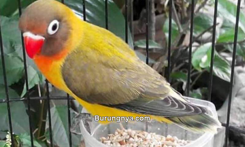 Makanan Burung Lovebird (arenahewan.com)