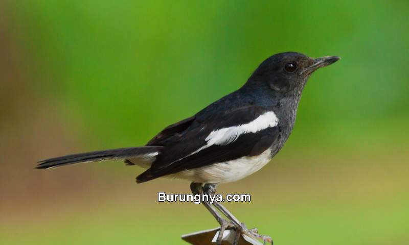 Masteran Burung Kacer Gacor (worldbirdsblog.blogspot.com)