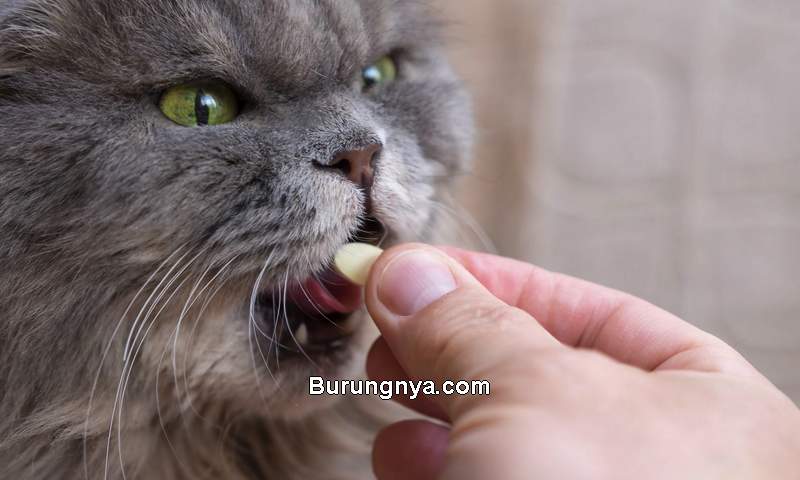 Vitamin Kucing untuk Menambah Nafsu Makan (impcorp.jp)