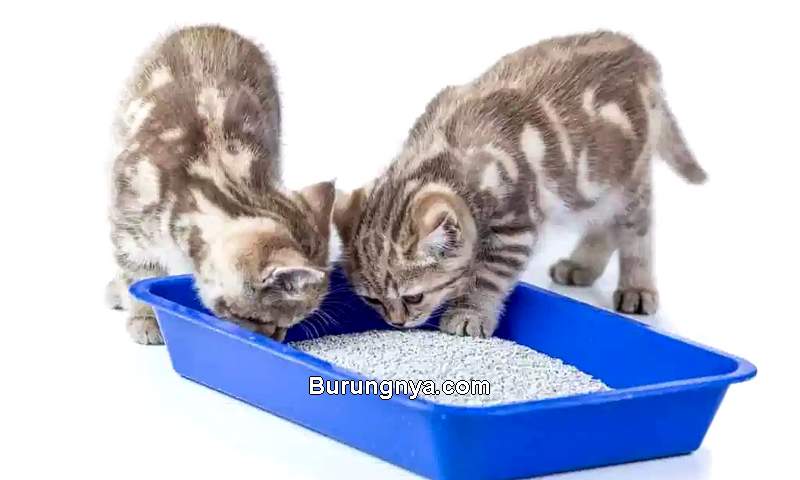 Jumlah litter box kucing (amyshojai.com)