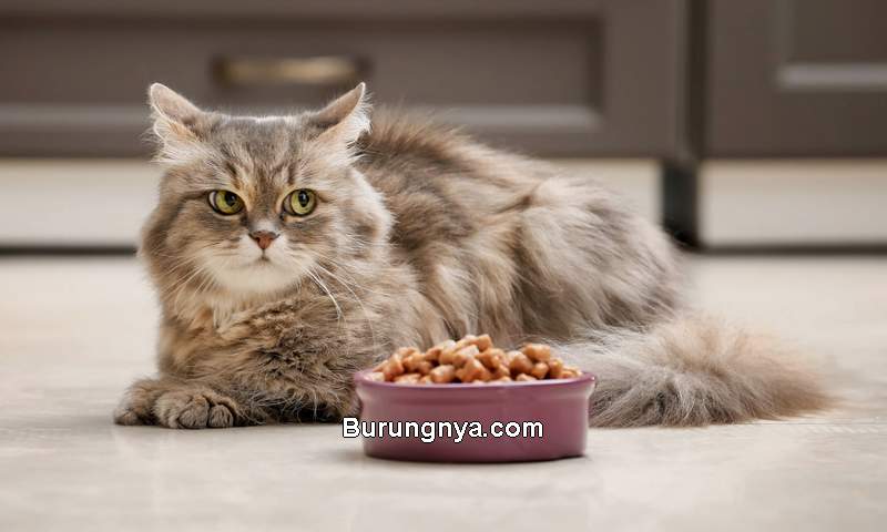 Kucing Tidak Mau Makan (dailypaws.com)