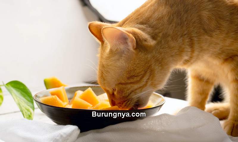 Makanan Kucing yang Berbahaya dan Tidak Bahaya untuk Kucing (farmersalmanac.com)