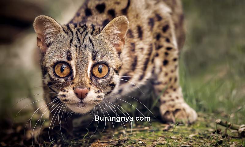 Perawatan Kucing Leopard Asia Blacan (fonwall.ru)