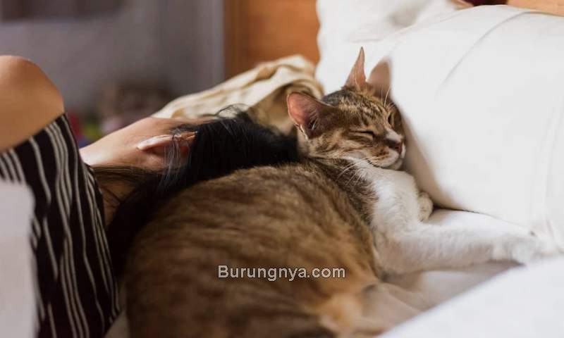 Bahaya Tidur dengan Kucing (coleandmarmalade.com)