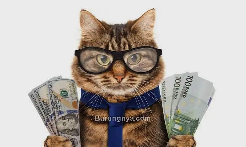 Biaya Pelihara Kucing (alphapaw.com)