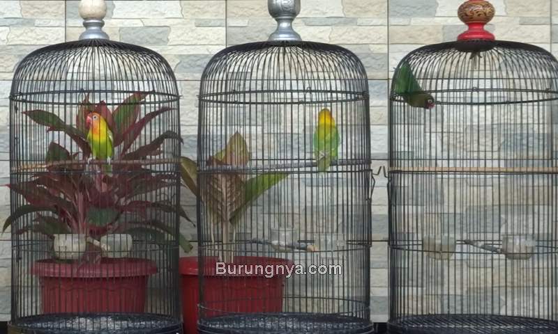 Gantangan Burung Lovebird Mini (youtube.com)