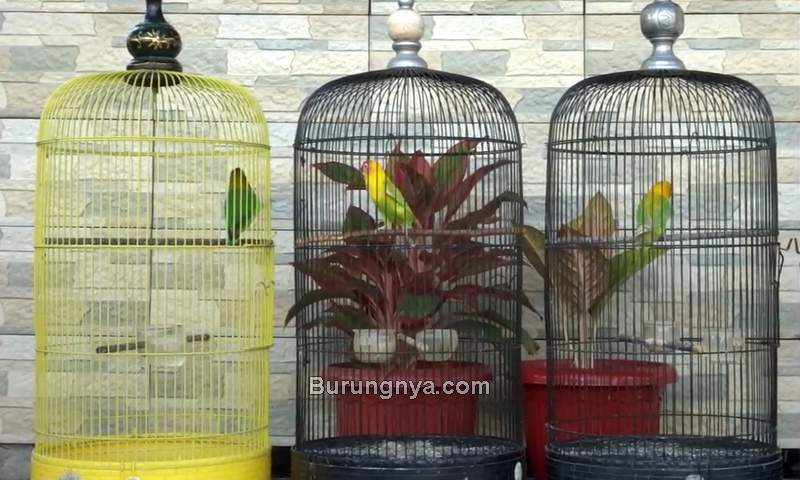 Gantangan Lovebird Mini (youtube.com)