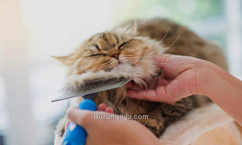 Grooming Kucing Sendiri (catcare.com)