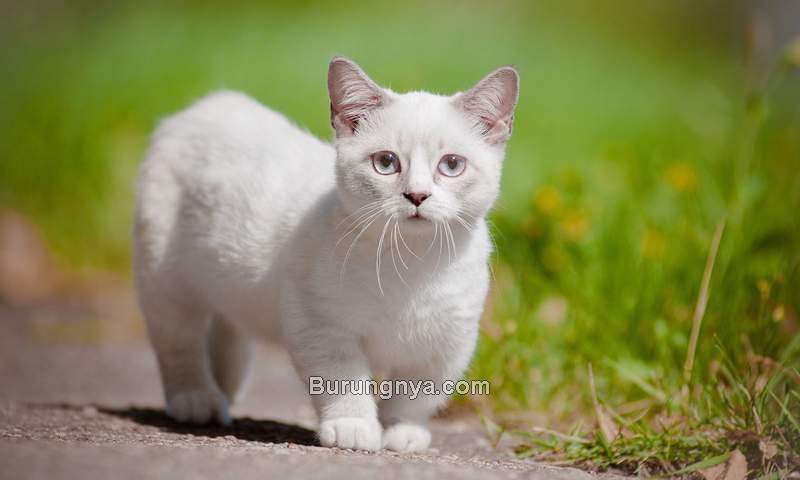 Harga Kucing Munchkin Murah (veterinarians.com)