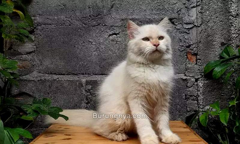 Harga Kucing Persia Medium terbaru 2021 (olx.co.id)