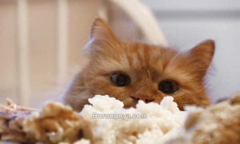 Kucing Makan Nasi Bahaya atau Tidak (animalwised.com)