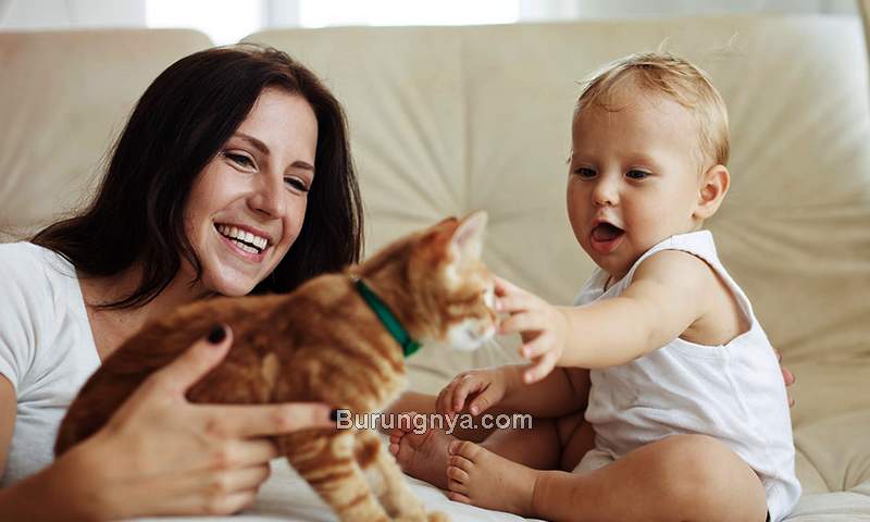 Bahaya Bulu Kucing pada Keluarga (firstcry.com)