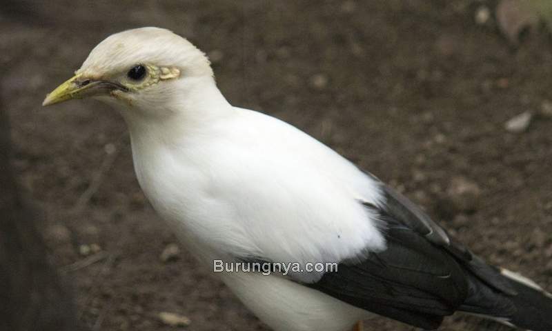 Burung Jalak Putih Betina (zoochat.com)