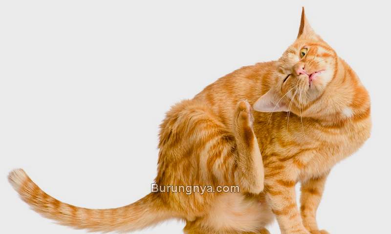 Cara Menghilangkan Kutu Kucing dengan Minyak Kayu Putih (bpah.net)