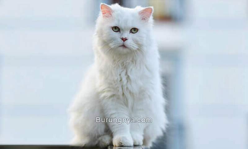 Kucing Anggora (petvblog.com)