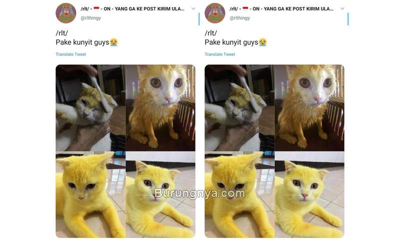 Kucing Kuning karena Kunyit (twitter.com)