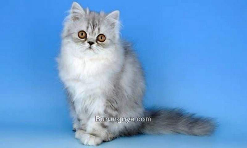 Kucing Persia (loperonline.com)