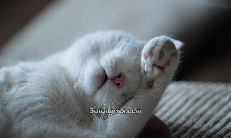 Kucing Tidur Posisi Menutup Mata (absfreepic.com)