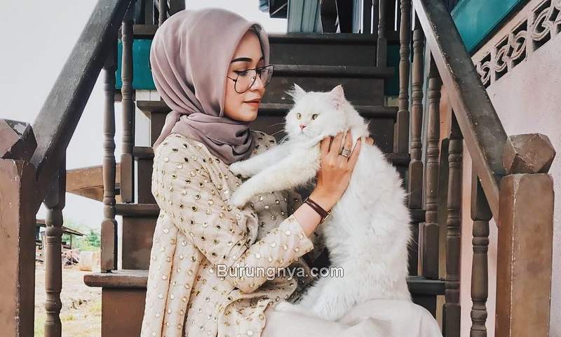 Pahala Memelihara Kucing dalam Islam (pinterest.com)