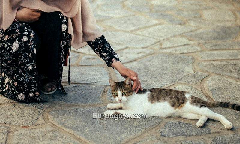 Pahala dan Manfaat Memelihara Kucing dalam Islam (pinterest.com)