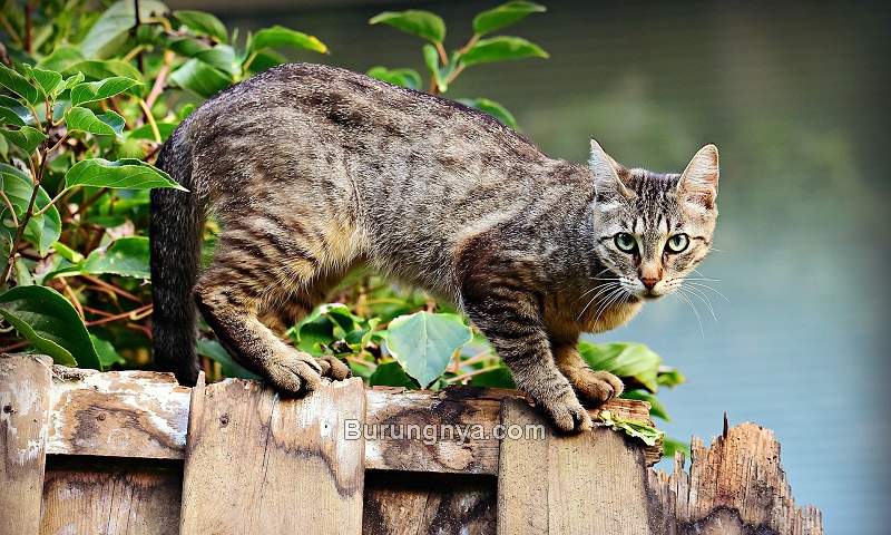 Perawatan Kucing Kampung (tourscanner.com)