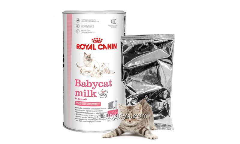 Susu Kucing Royal Canin Babycat Milk (shopee.co.id)