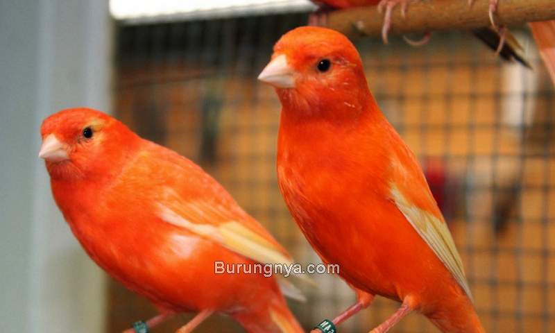Tips Memelihara Burung Kenari yang Baik dan Benar (singing-wings-aviary.com)