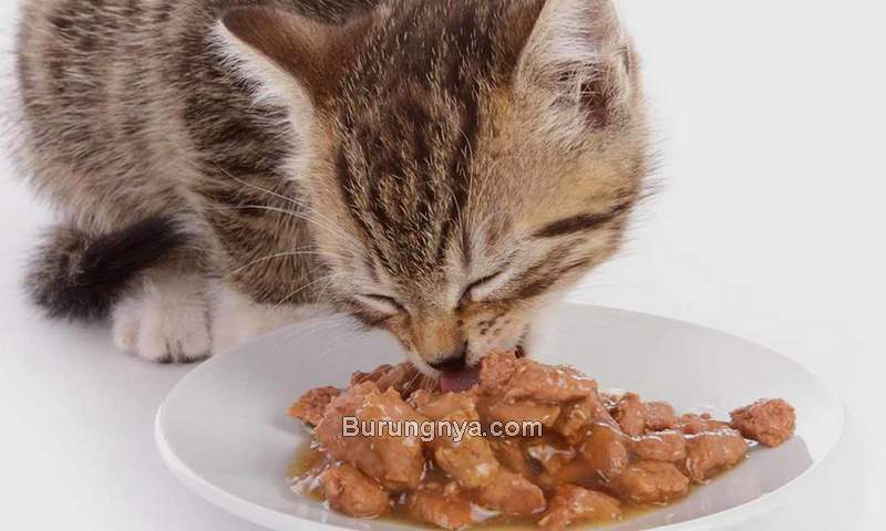 Cara Membuat Makanan Basah untuk Kucing (furrynationsalvation.org)
