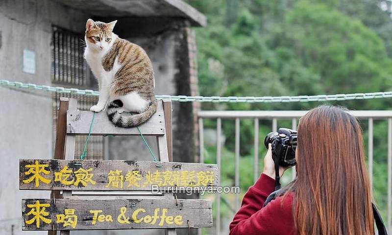 Kucing Kampung Gemuk dan Lucu (pikist.com)